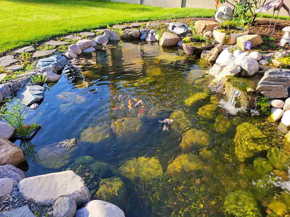 Resized_Resized_20220603_065745 Ponds Installation & Maintenance