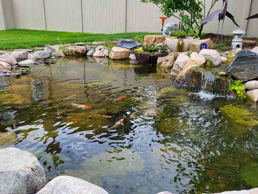 Resized_Resized_20220604_080421 (1) Ponds Installation & Maintenance